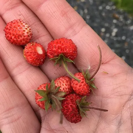 Casa Del Pescador Auberge de jeunesse Ambasmestas