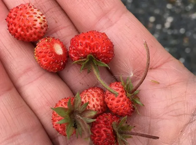 Casa Del Pescador Vandrarhem Ambasmestas